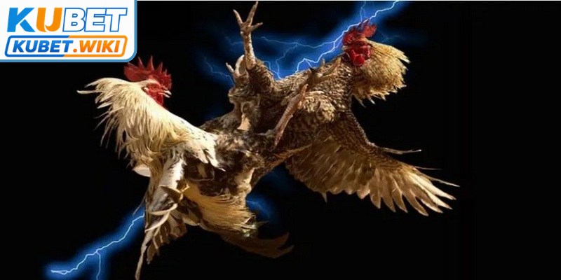 Gà chiến khoác lên bộ cựa sắt sắc bén thường tạo ra sự kịch tính